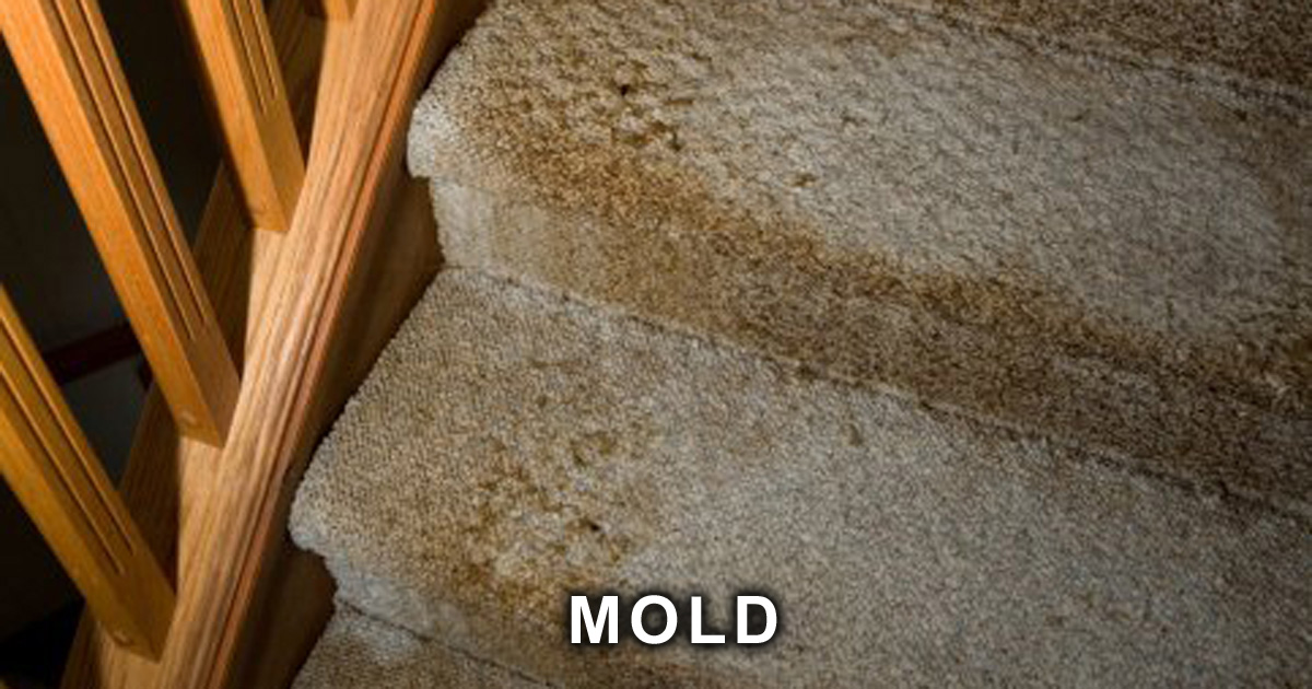 Professional Mold Removal From Carpets